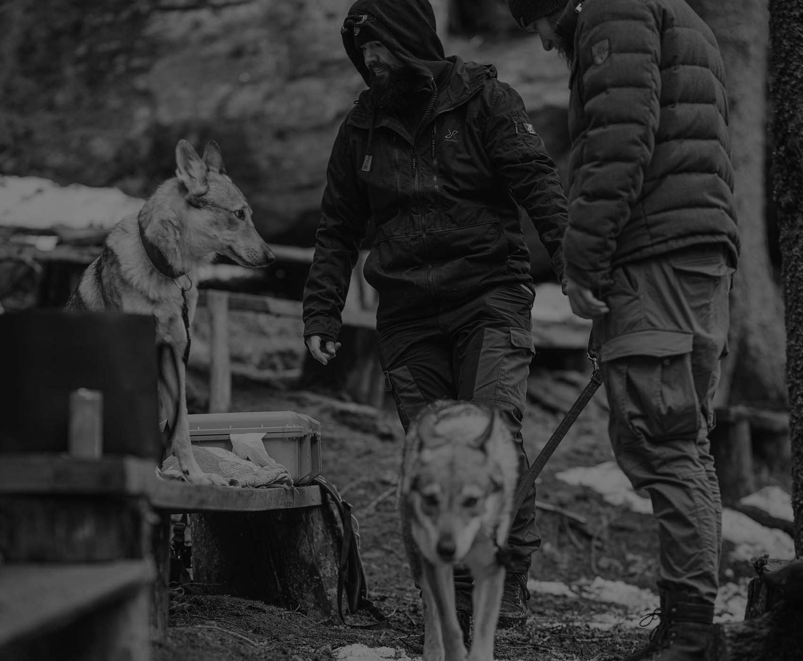Daniel Angerer bei der Arbeit mit einem Tschechoslowakischen Wolfhund abseits der Kamera