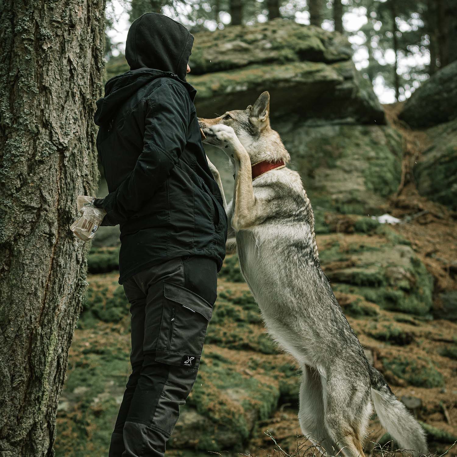 Tschechoslowakischer Wolfhund in ruhiger Aufnahme