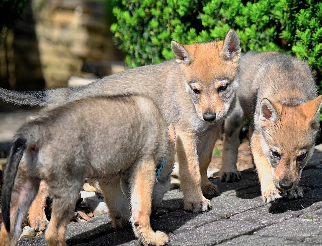 Zwei Tschechoslowakische Wolfhunde nebeneinander