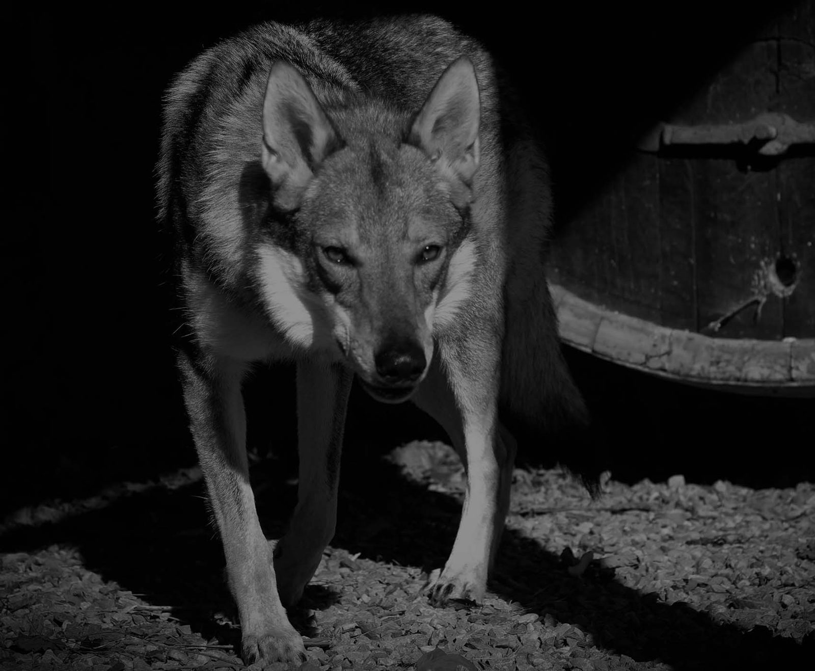 Tschechoslowakischer Wolfhund aufmerksam im Freien