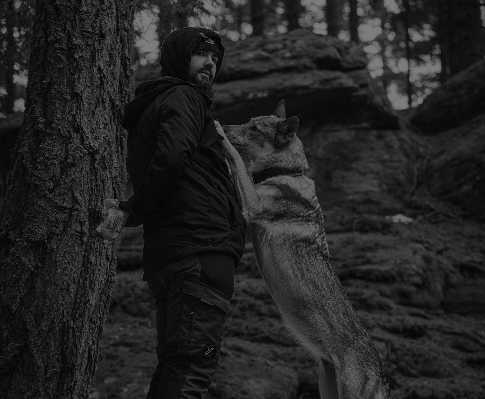 Tschechoslowakischer Wolfhund im Wald mit direktem Blick in die Kamera