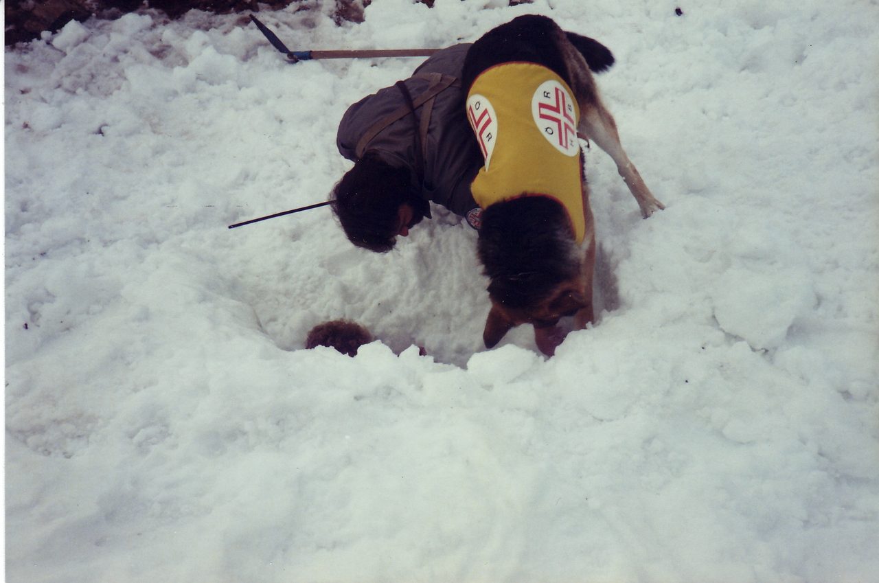 Historische Aufnahme eines Lawinenhundes bei der Sucharbeit im Schnee