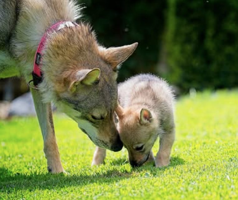 Welpen des Tschechoslowakischen Wolfhunds aus der Zucht vom alten Wolfsblut